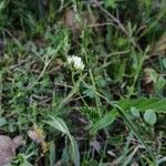Astragalus hamosus Квітка