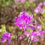 Rhododendron canadense ᱵᱟᱦᱟ