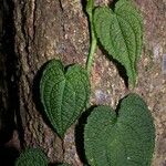 Anthurium clidemioides Other