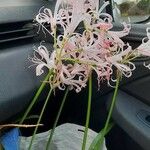 Nerine undulata Flower