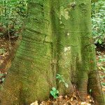 Tessmannia anomala Corteza