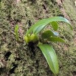 Bulbophyllum longiflorum Leaf