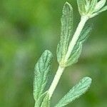 Helianthemum salicifolium Likasa