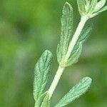 Helianthemum salicifolium Blad