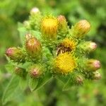 Inula conyza Sonstige