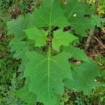 Smallanthus uvedalia Leaf