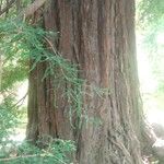 Pinus devoniana Corteza