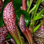 Sarracenia psittacina Yaprak