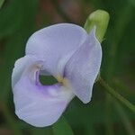 Vigna vexillata Flor