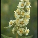 Chamaebatiaria millefolium Blüte