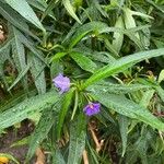 Solanum nudum Leaf