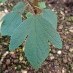 Hibiscus sabdariffa ഇല