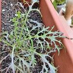 Brassica juncea Leaf