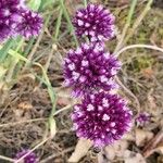 Allium rotundum Flower