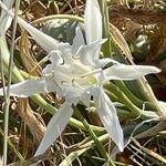 Pancratium maritimum Flower