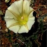 Calystegia collina Flower