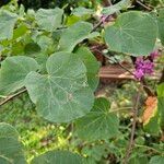 Cercis chinensis Leaf