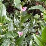 Sarcococca orientalis Folio