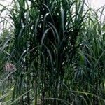 Miscanthus sacchariflorus 葉