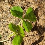 Commiphora schimperi Leaf