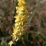 Agrimonia eupatoriaFlower