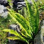 Polystichum lonchitis Leaf