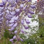 Wisteria floribundaFlor