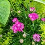 Armeria maritimaBlomst