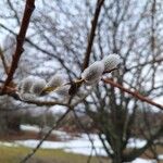 Salix discolor Fruto