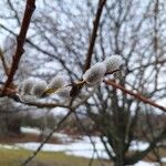 Salix discolor Owoc