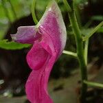 Impatiens mackeyana Flower