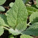 Salvia sclarea Blatt