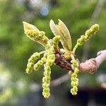 Quercus bicolor Flower