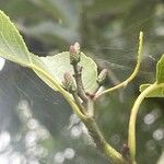 Alnus cordata Flower