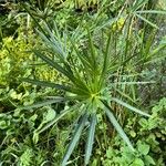 Cyperus alternifoliusপাতা