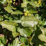 Epimedium pinnatum Leaf