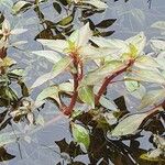 Ludwigia palustris Ліст