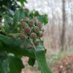 Hedera helix Плод