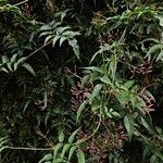 Jasminum polyanthum Habit