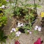 Glandularia gooddingii Flower