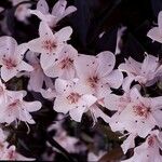 Rhododendron hongkongense ফুল
