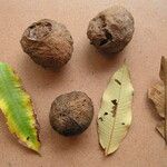 Parinari excelsa Fruto