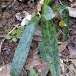 Orchis provincialis Hoja