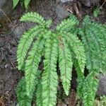 Adiantum hispidulum Hoja