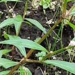 Linum usitatissimum Leaf