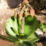 Cotyledon orbiculataFlor