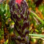 Castilleja paramensis Leaf