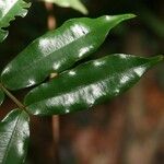 Ruizterania albiflora