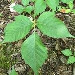 Toxicodendron radicans Лист