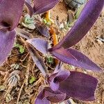 Tradescantia pallida Blatt